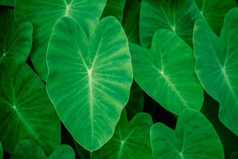 Daun Talas Kaya akan Serat dan Nutrisi Penting Lainnya. ( Foto; Halo Sehat ).