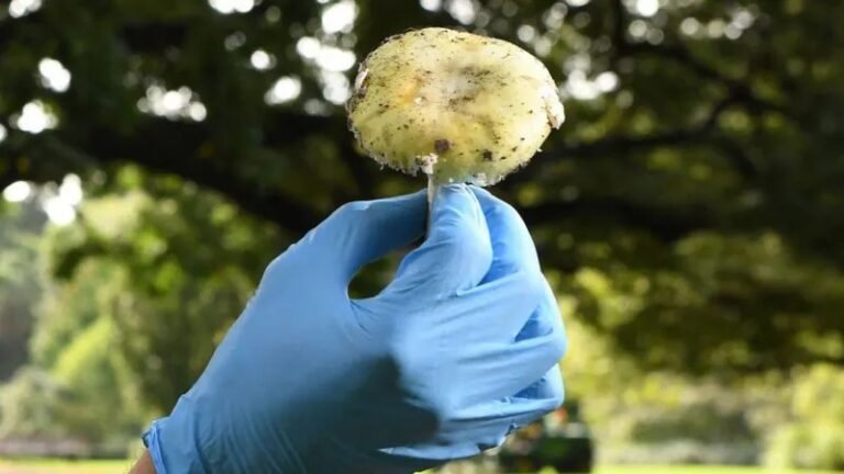 Foto Makan siang daging sapi Wellington berisi jamur topi kematian yang membuat para tamu sakit