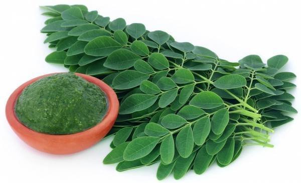 Daun kelor (Moringa oleifera) sudah sejak dulu populer sebagai salah satu tanaman yang memberikan banyak manfaat bagi kesehatan tubuh