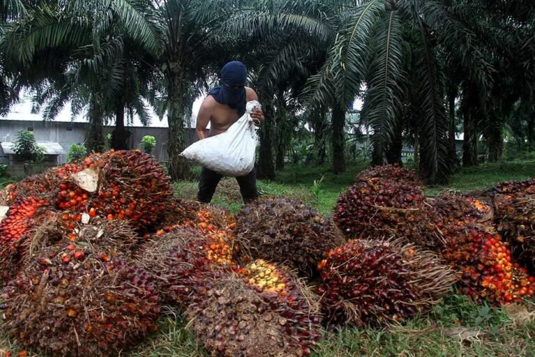 Petani Sawit sedang panen buah sawit. Foto; arf-bisnis