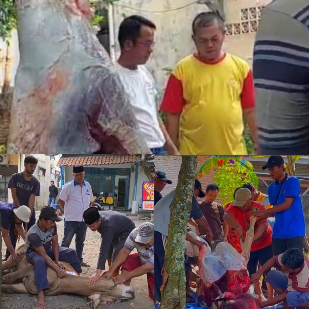 PT STL GROUP berkurban di dua tempat.