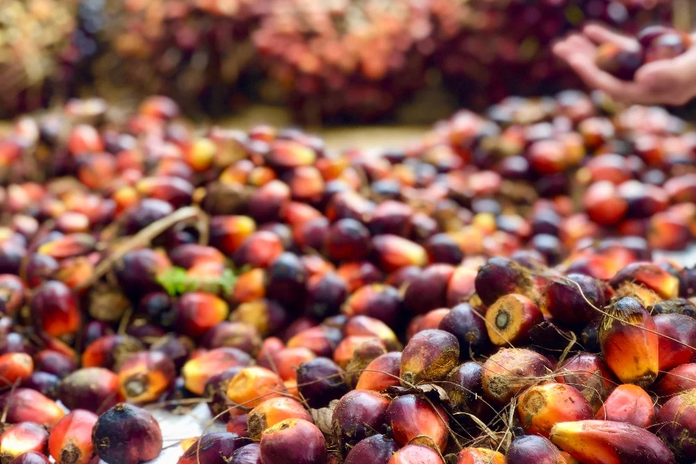 Harga buah kelapa sawit kian menurun,buat petani sawit menjerit. Foto; Annasa/kebun sawit
