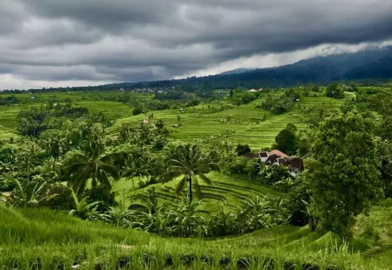 Pertanian budi daya padi organik di Tabanan Bali.
