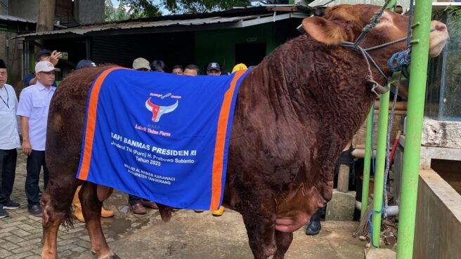Si Batalyon sapi Qurban untuk Tangsel dari Presiden Prabowo Subianto dengan bobot 1045 kilogram.