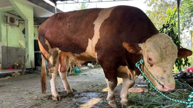 Si Batalyon akan di sembelih hari sabtu 6/6.