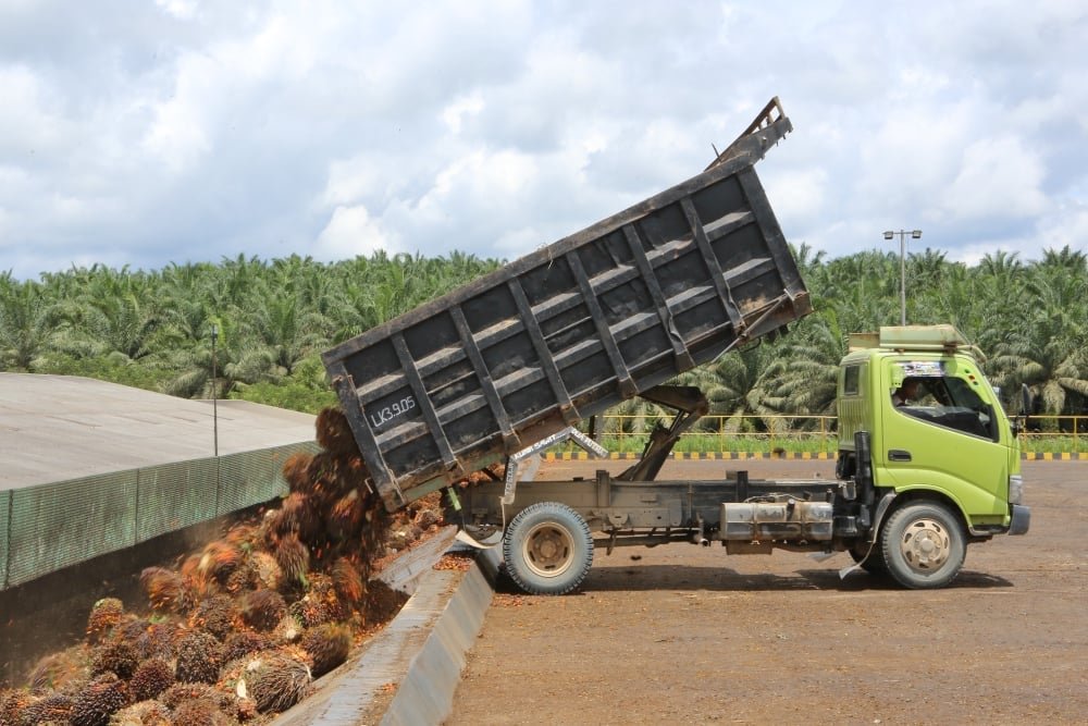Truk menurunkan muatan tandan buah segar dari kebun sawit milik PT Dharma Satya Nusantara Tbk. (DSNG)./DSNG