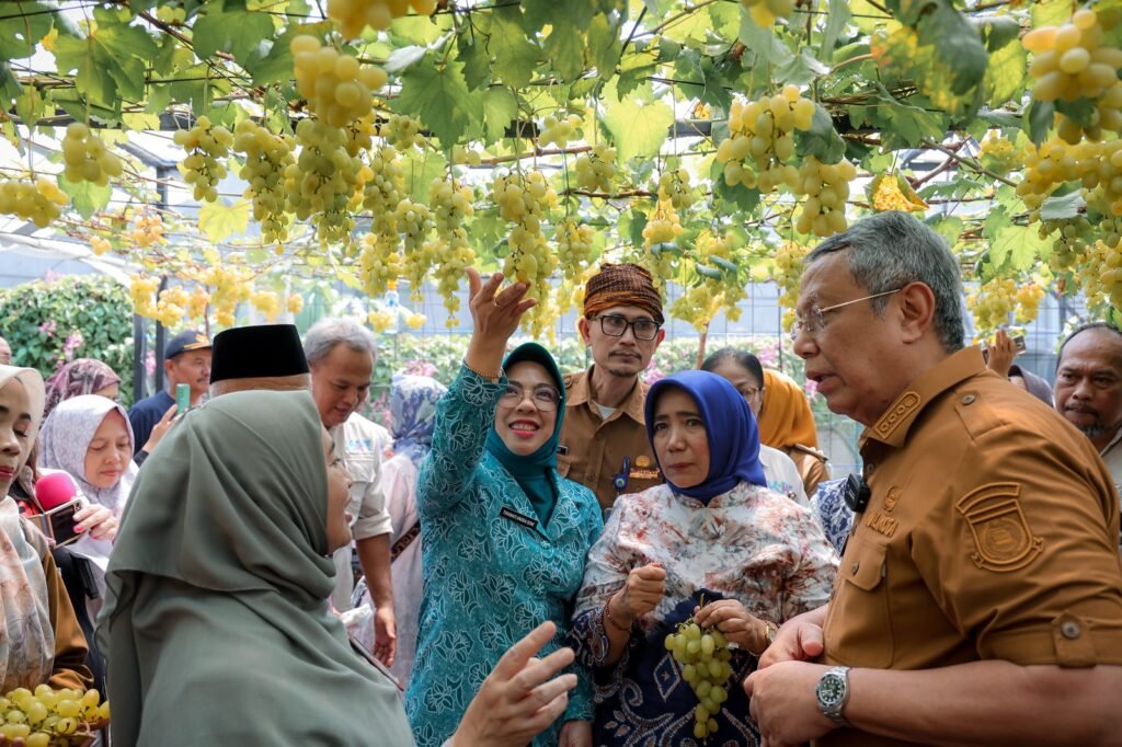 Ketua Tim Penggerak PKK Provinsi Banten, Ny. Tinawati Andra Soni, hadiri Panen Anggur Ponjay Bendav oleh DPD Asosiasi Penggiat Anggur Indonesia (APAI) Tangerang Selatan