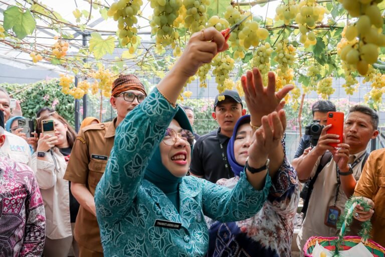 Ketua Tim Penggerak PKK Provinsi Banten, Ny. Tinawati Andra Soni, hadiri Panen Anggur Ponjay Bendav oleh DPD Asosiasi Penggiat Anggur Indonesia (APAI) Tangerang Selatan 4/8/2025.