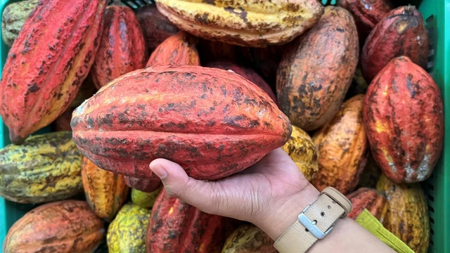 Kakao di Desa Nglanggeran, Gunung Kidul, Yogyakarta, Kamis (2/5/2024). Foto: Widya Islamiati/kumparan