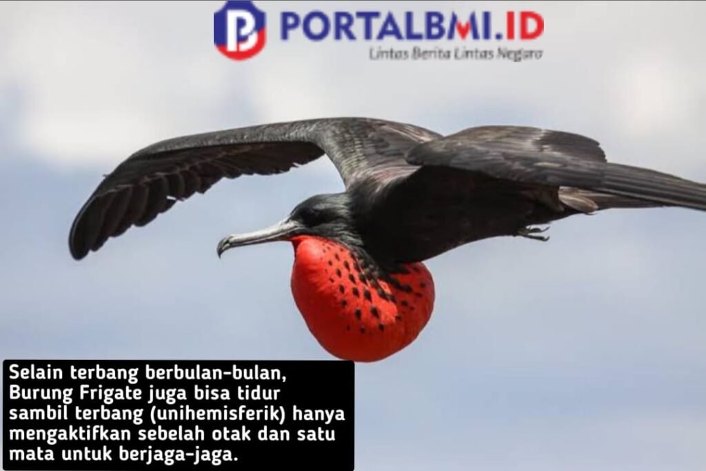 Burung frigate (Fregata minor) bisa tidur di udara karena otaknya melakukan unihemispheric slow-wave sleep (USWS).