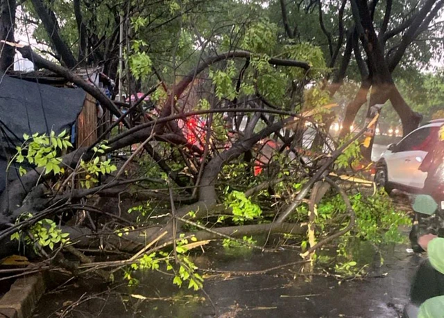 Pohon tumbang imbas hujan deras di Kota Tangerang, Jumat, (31/10/2025). Foto: Dok. Istimewa