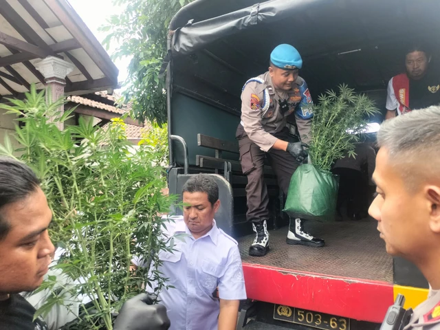 Polres Jombang menggerebek kebun ganja dalam rumah di Jalan Pakubuwono, Desa Mojongapit, Kecamatan Jombang, Kabupaten Jombang, Senin (15/12/2025). Foto: Dok. Istimewa