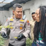 Polres Jombang menggerebek kebun ganja dalam rumah di Jalan Pakubuwono, Desa Mojongapit, Kecamatan Jombang, Kabupaten Jombang, Senin (15/12/2025). Foto: Dok. Istimewa