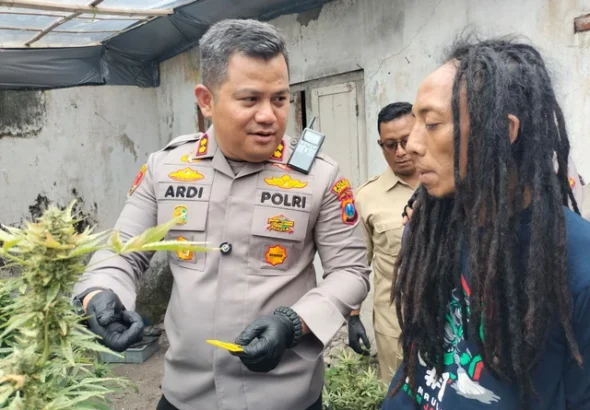 Polres Jombang menggerebek kebun ganja dalam rumah di Jalan Pakubuwono, Desa Mojongapit, Kecamatan Jombang, Kabupaten Jombang, Senin (15/12/2025). Foto: Dok. Istimewa