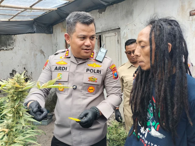 Polres Jombang menggerebek kebun ganja dalam rumah di Jalan Pakubuwono, Desa Mojongapit, Kecamatan Jombang, Kabupaten Jombang, Senin (15/12/2025). Foto: Dok. Istimewa