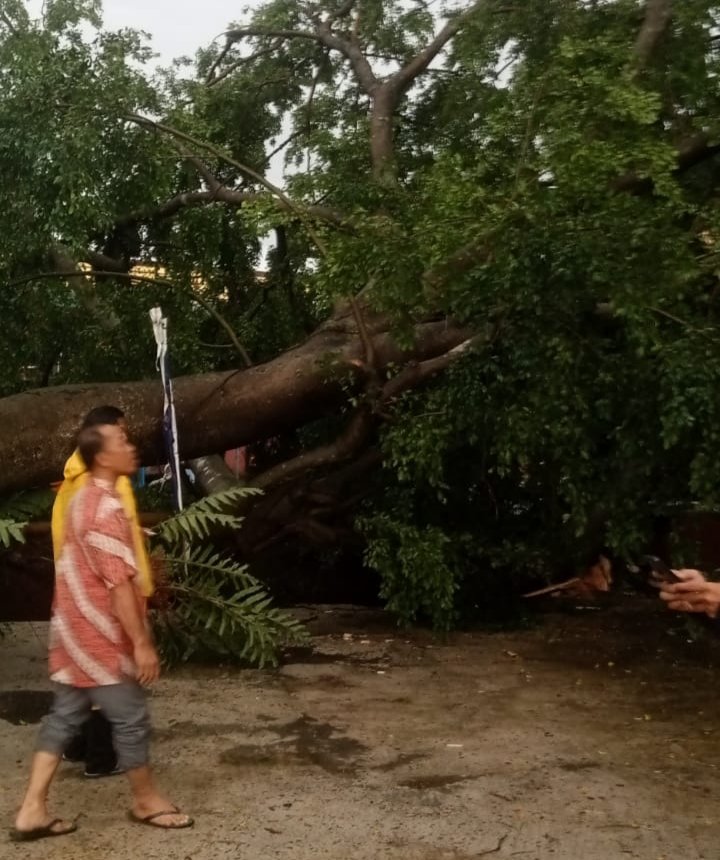 Pohon berukuran besar tumbang di kawasan Jl. Pisangan Barat, Cireundeu, Kecamatan Ciputat Timur, Kota Tangerang Selatan pada Kamis (22/1/2026). FOTO : Henny06/portalbmi.id