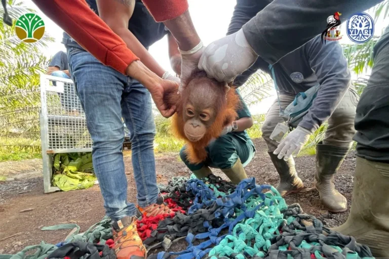 Bayi orangutan yang berhasil dievakuasi oleh tenaga medis YIARI di salah satu kebun sawit di Kabupaten Ketapang, Kalimantan Barat. ANTARA/HO-YIARI