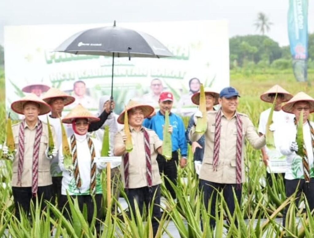 Dinas Ketahanan Pangan Provinsi Kalimantan Barat turut berpartisipasi dalam kegiatan Panen Bersama Aloe Vera yang diselenggarakan oleh HKTI Kalbar. FOTO: Aef05/PORTALBMI.ID