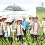 Dinas Ketahanan Pangan Provinsi Kalimantan Barat turut berpartisipasi dalam kegiatan Panen Bersama Aloe Vera yang diselenggarakan oleh HKTI Kalbar. FOTO: Aef05/PORTALBMI.ID