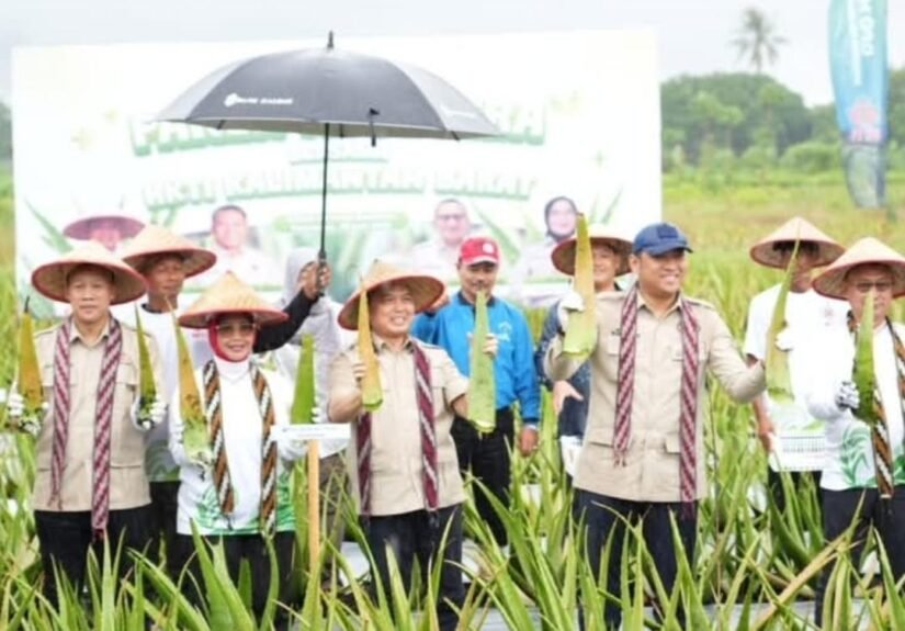Dinas Ketahanan Pangan Provinsi Kalimantan Barat turut berpartisipasi dalam kegiatan Panen Bersama Aloe Vera yang diselenggarakan oleh HKTI Kalbar. FOTO: Aef05/PORTALBMI.ID