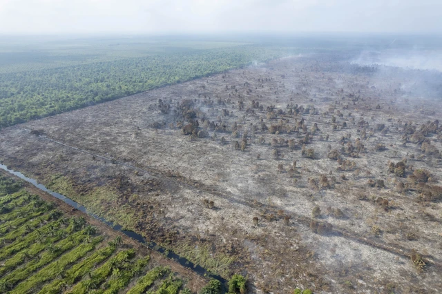 Foto udara kondisi kebakaran hutan dan lahan (karhutla) di lahan gambut Desa Gambut Jaya, Muaro Jambi, Jambi, Kamis (24/7/2025). Foto: Wahdi Septiawan/ANTARA FOTO